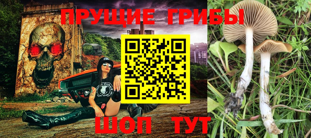 Псилоцибиновые грибы Psilocybe Бор